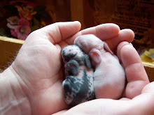 Mini Lop Kits