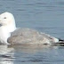 Fishguard Harbour - interesting gull