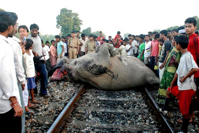 Elephants Killed by Goods Train Accident