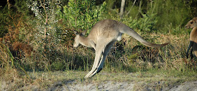 Australiens Tierwelt