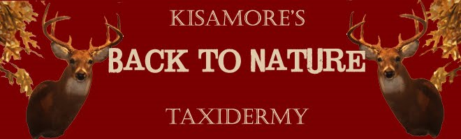 Kisamore's Back To Nature Taxidermy