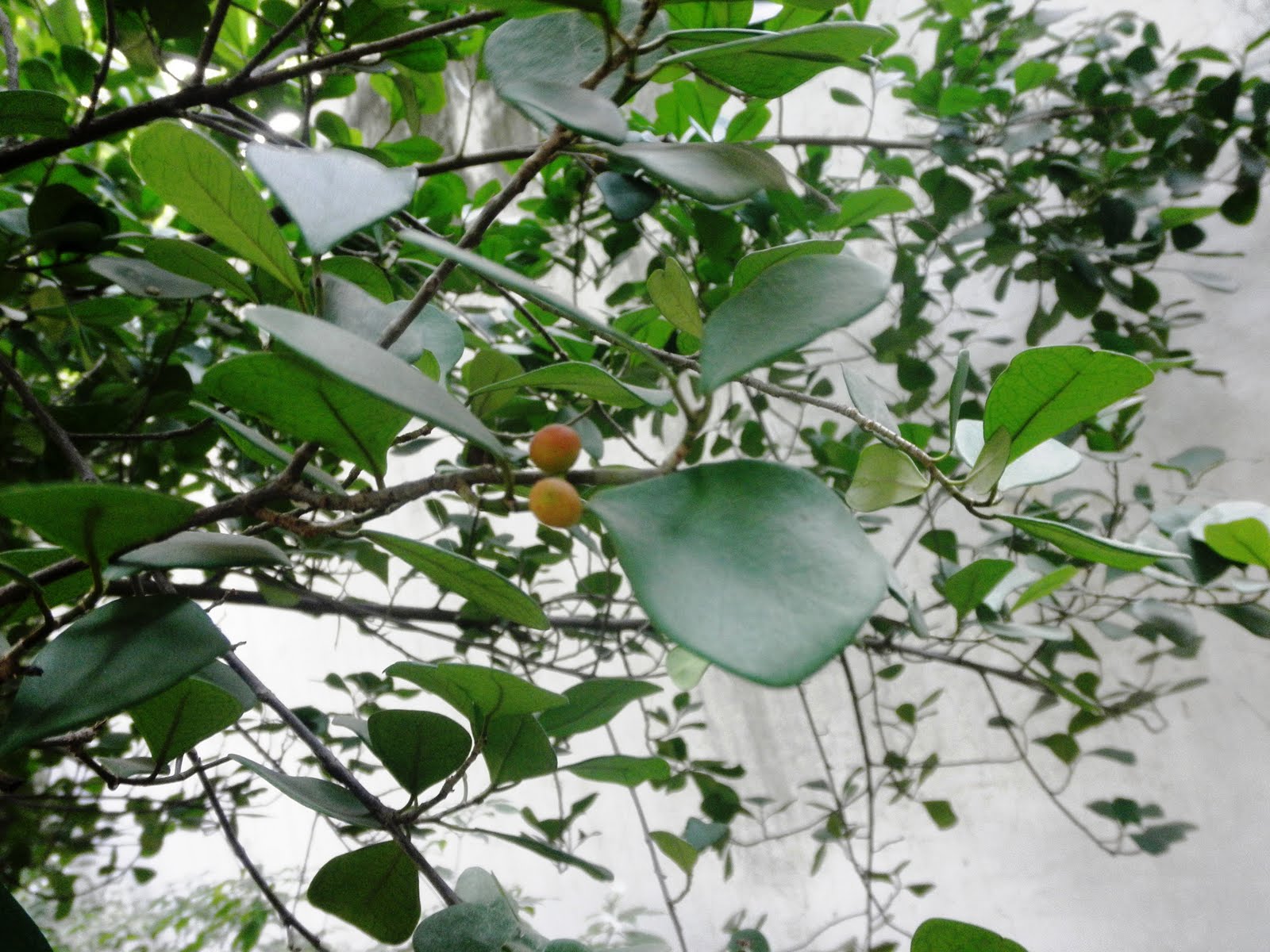 [triangular+leaf+fig.JPG]