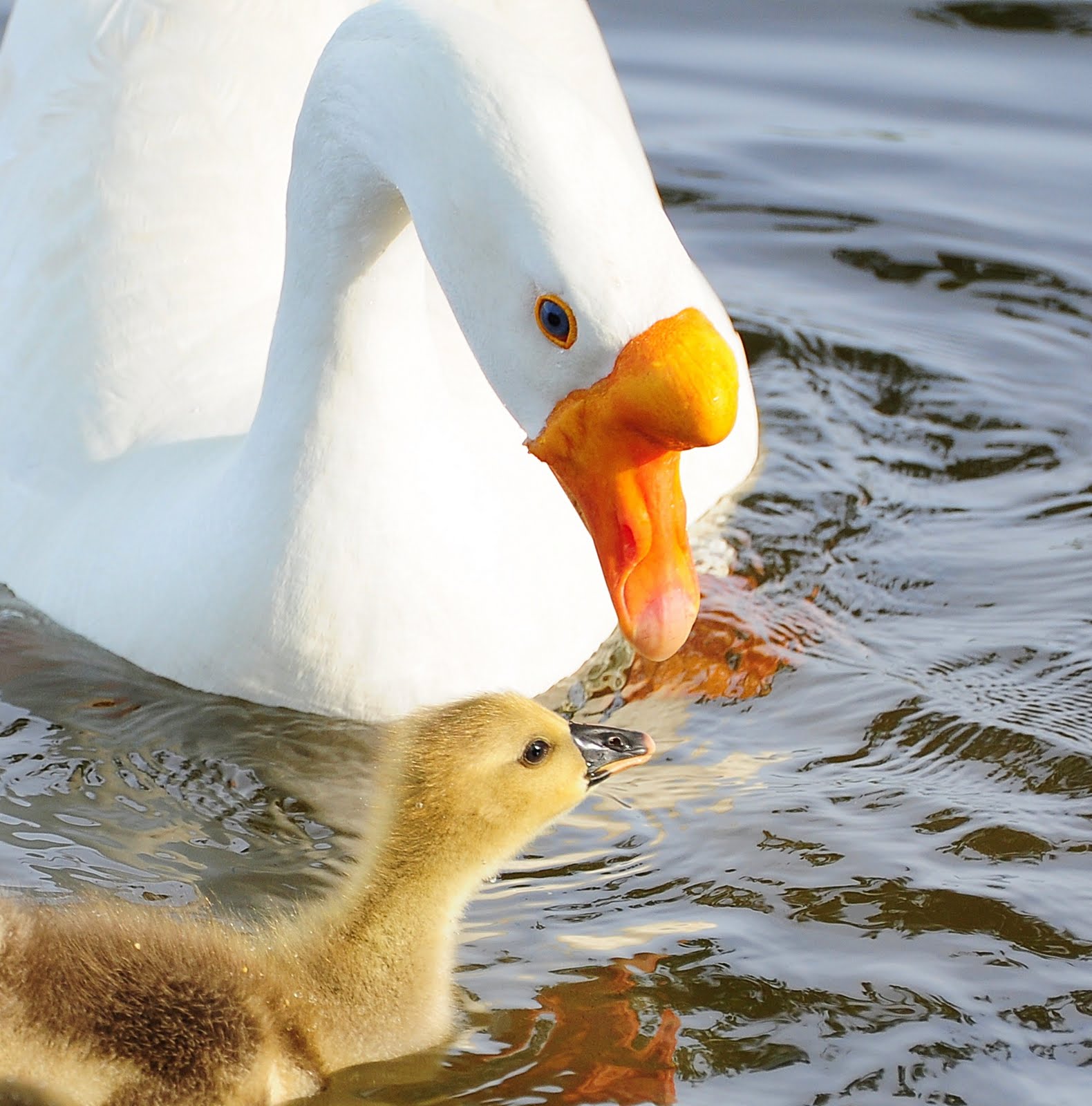 List 90+ Pictures What Is A Baby Goose Stunning 09/2023