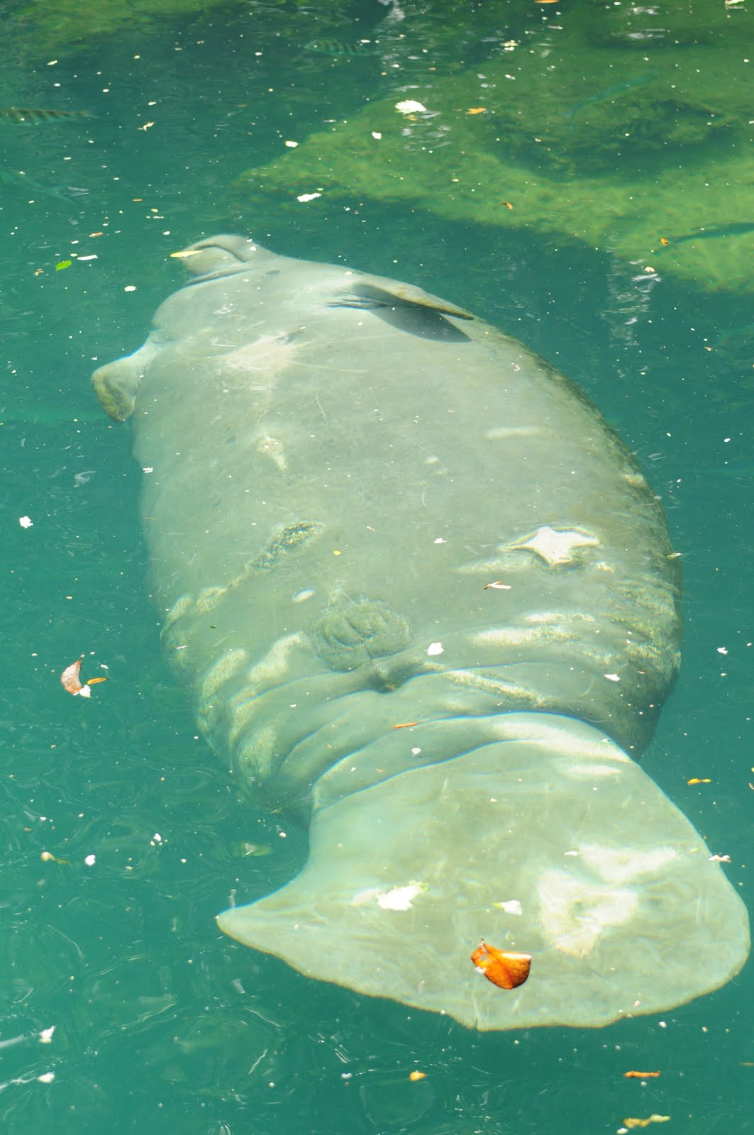 Dina's City Wildlife Adventures: Manatees at Homosassa Springs