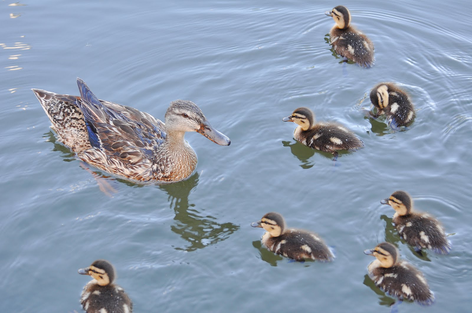 Dina's City Wildlife Adventures Baby ducks under my dock