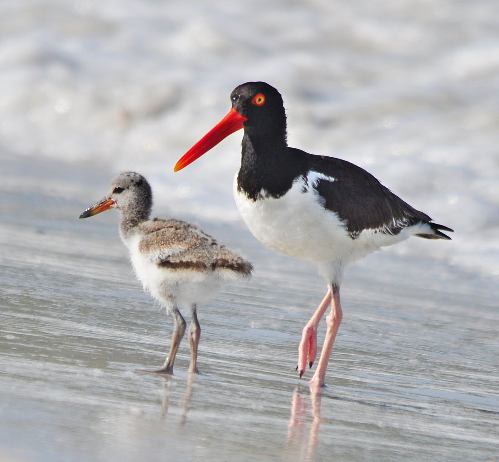 Dina's City Wildlife Adventures Famous baby oystercatcher at Fort Desoto