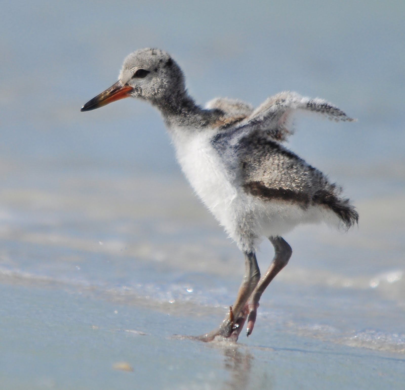 Dina's City Wildlife Adventures Famous baby oystercatcher at Fort Desoto