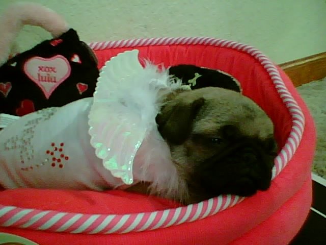 [pug.bmp]