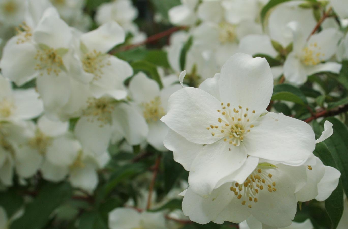 Boise, Idaho Syringa