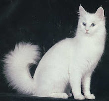 Turkish Angora