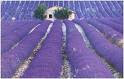 MARAVILLOSA...LAVANDA