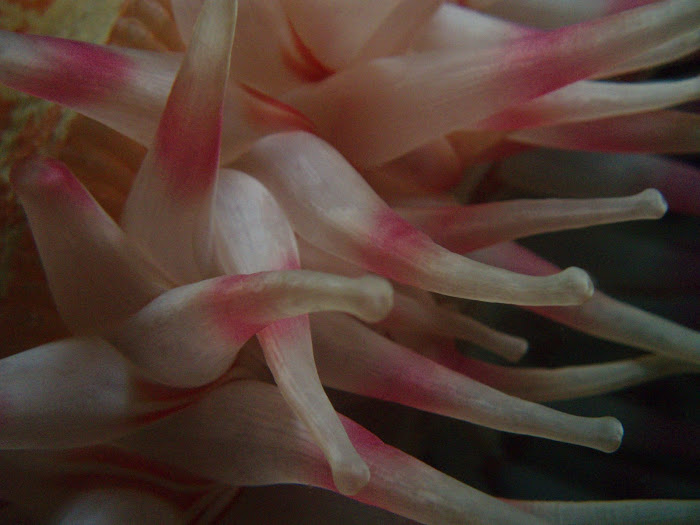 Dahlia anemone (Urticina felina)
