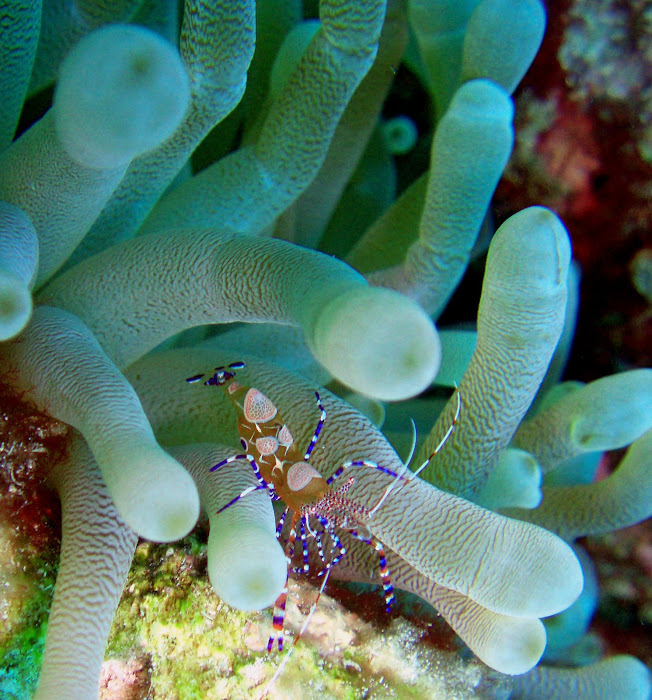 Spotted Cleaner Shrimp