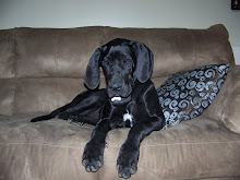 Sadie Girl Claims The Couch...