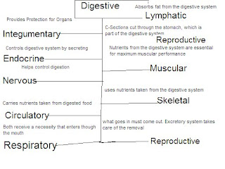 Purp Forces: Digestive System Graphic Organizer
