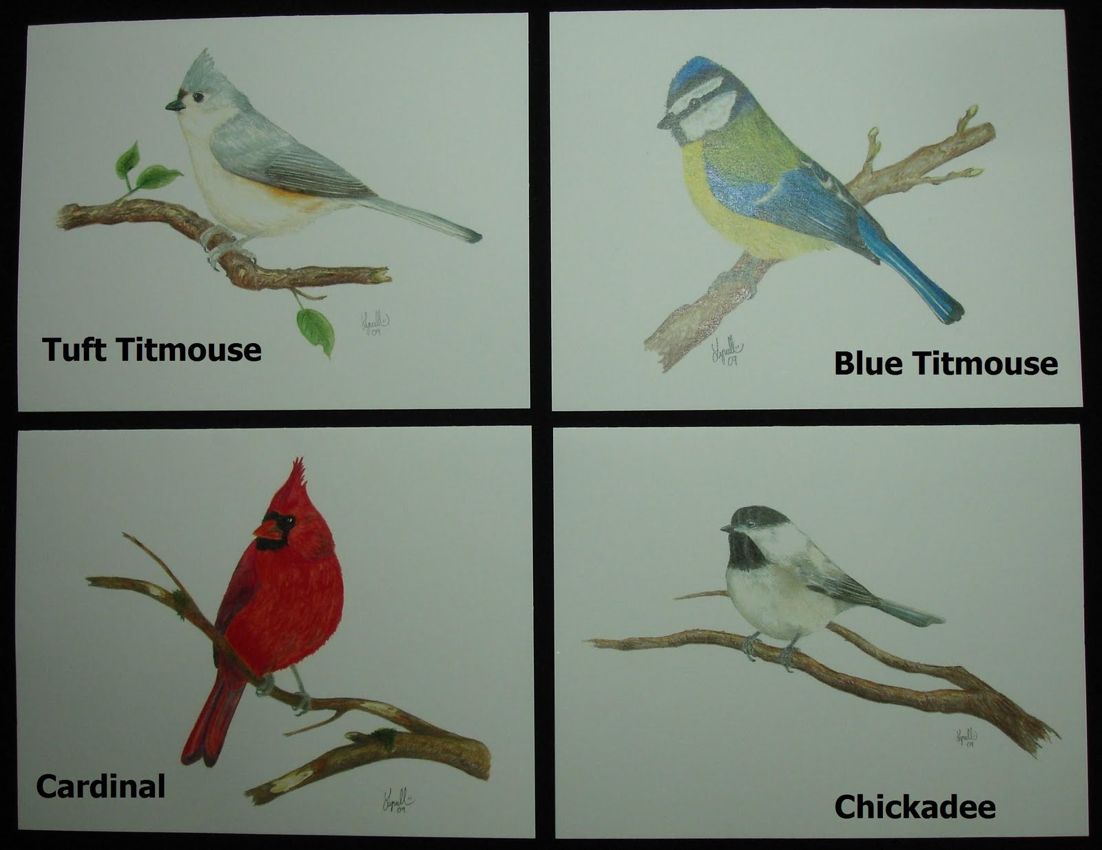Bird Names