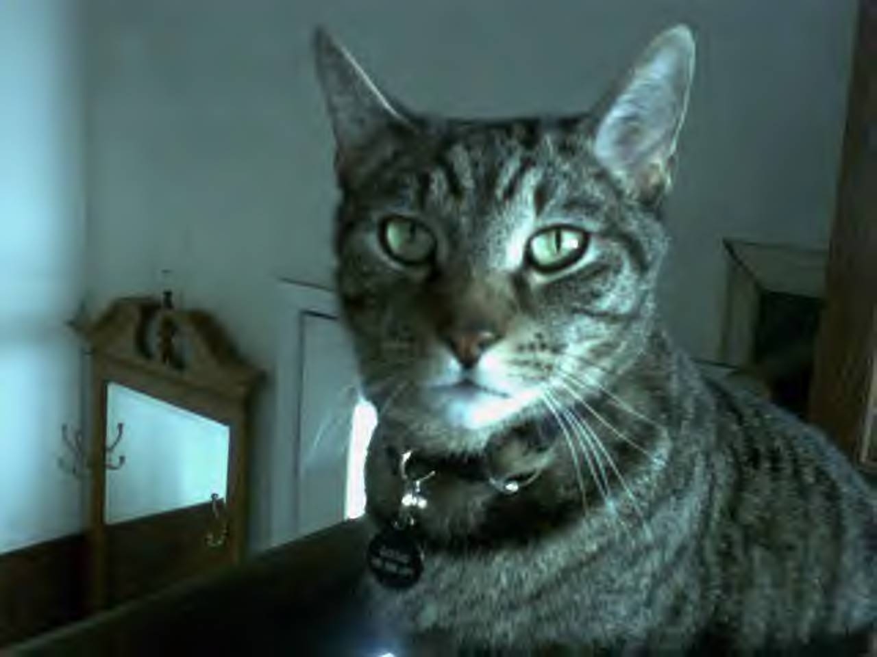 [Gizmo+pic.JPG]