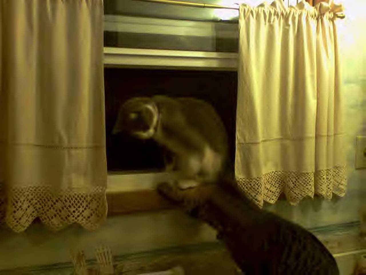 [nala++gizmo+fight.JPG]