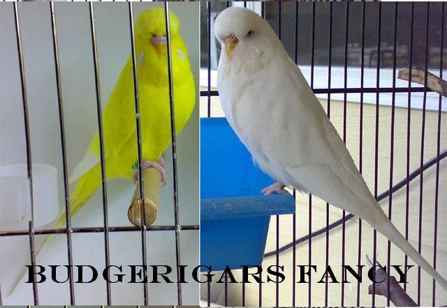 BUDGERIGARS