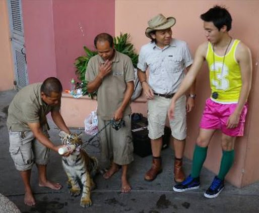 Sumatran+tiger+cartoon