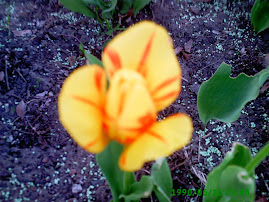 springtime