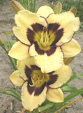 Hemerocallis ( Bolbosa)