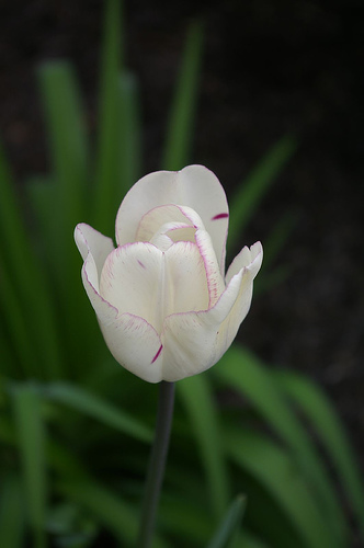 Tulipa ( bolbo)