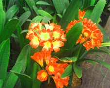 Clivias