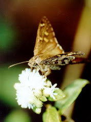 Insectos polinizadores