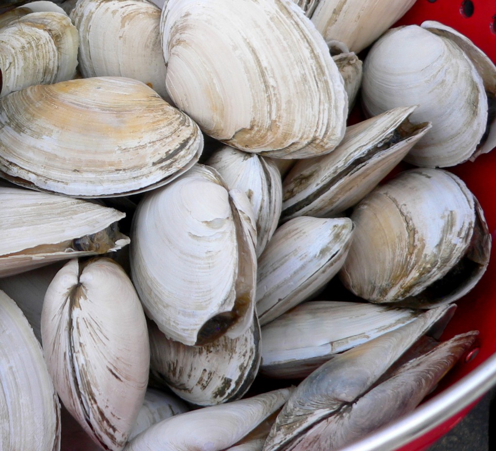 Steam until the clams open up