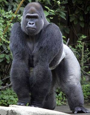 ۩۞۩♠صورحيوانات اليفة ومفترسة♠۩۞۩ Gorilla