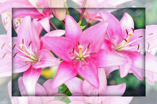 Pink Lilly