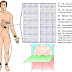 A Quick Guide to ECG