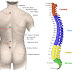 Clinical Examination of the Spine