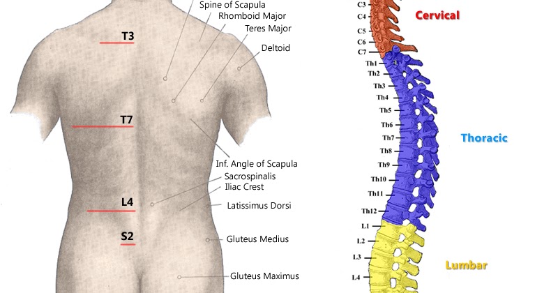 parts of spine parts of spine