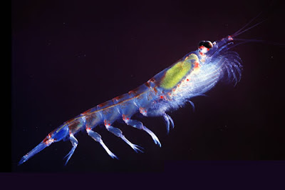 Juvenile Krill photo