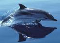 striped Dolphin