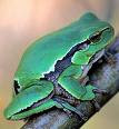 European tree Frog