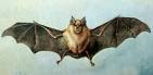 Greater horseshoe Bat