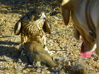 gun wants kill always never but peregrine falcon willing scout disgruntled dog