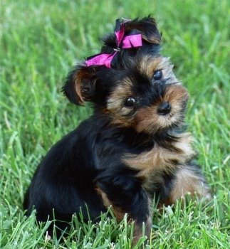 [yorkshireterrier_bella.jpg]