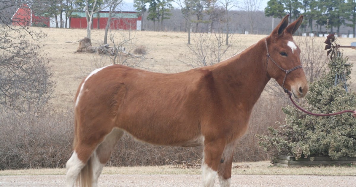 PairADice Mules: Rocky Mountain Mule Days