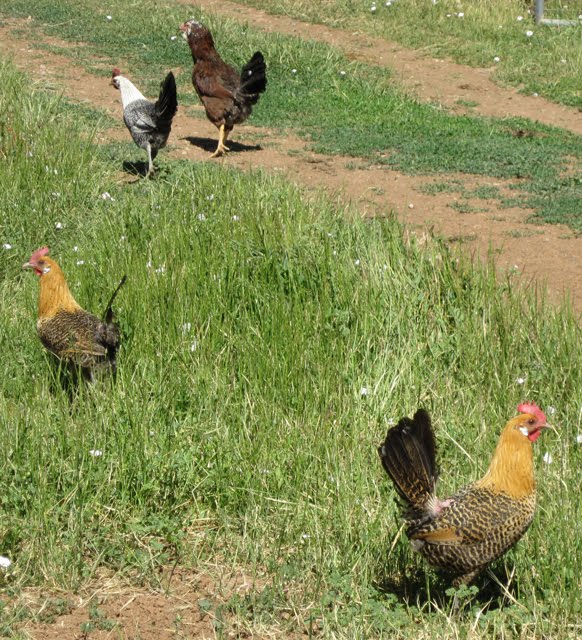 Summer Chickens Desert Weyr, LLC