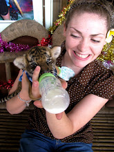 Bottle feeding a 1 month old baby tiger!