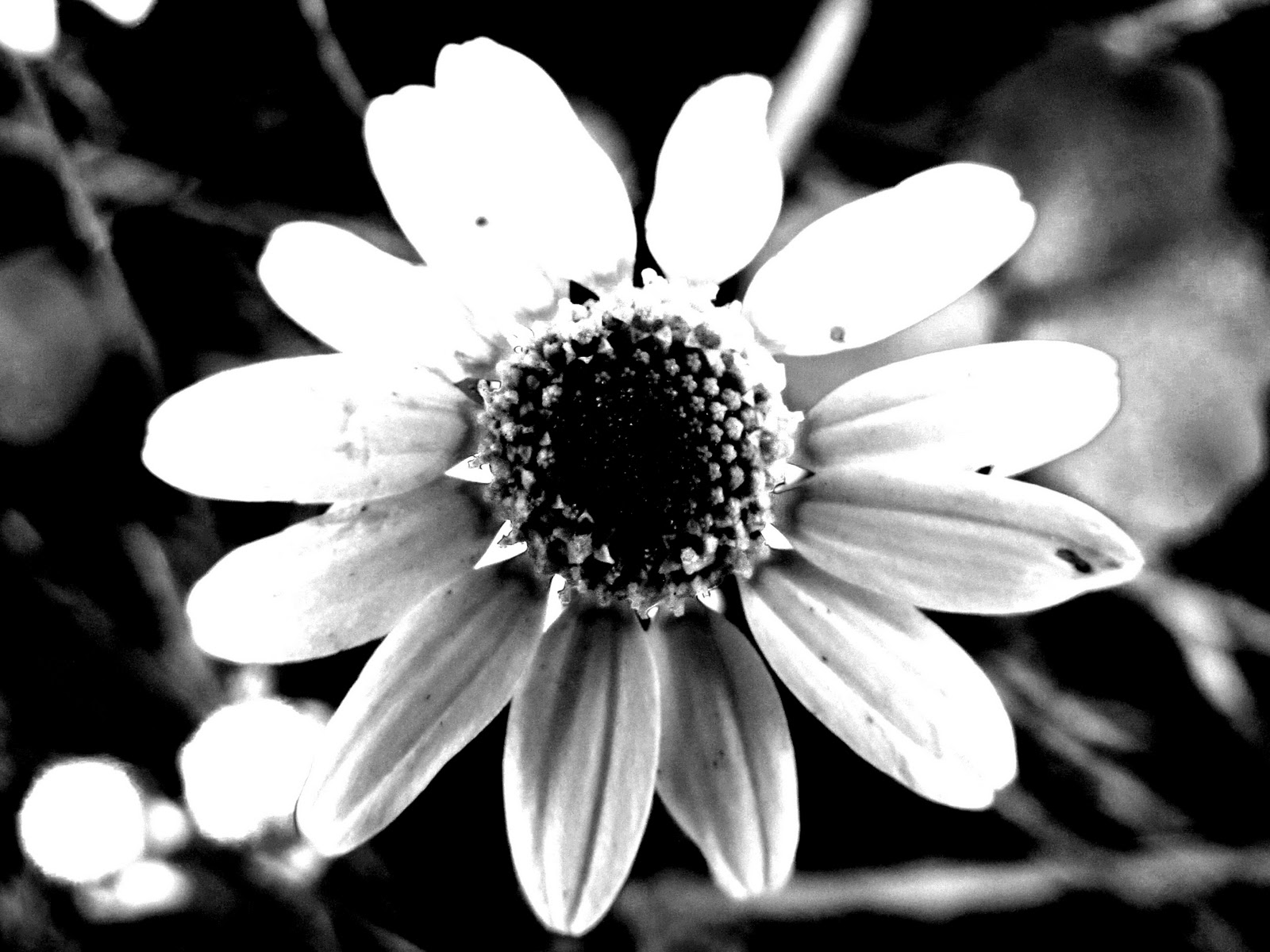 Koch Family News High contrast flower