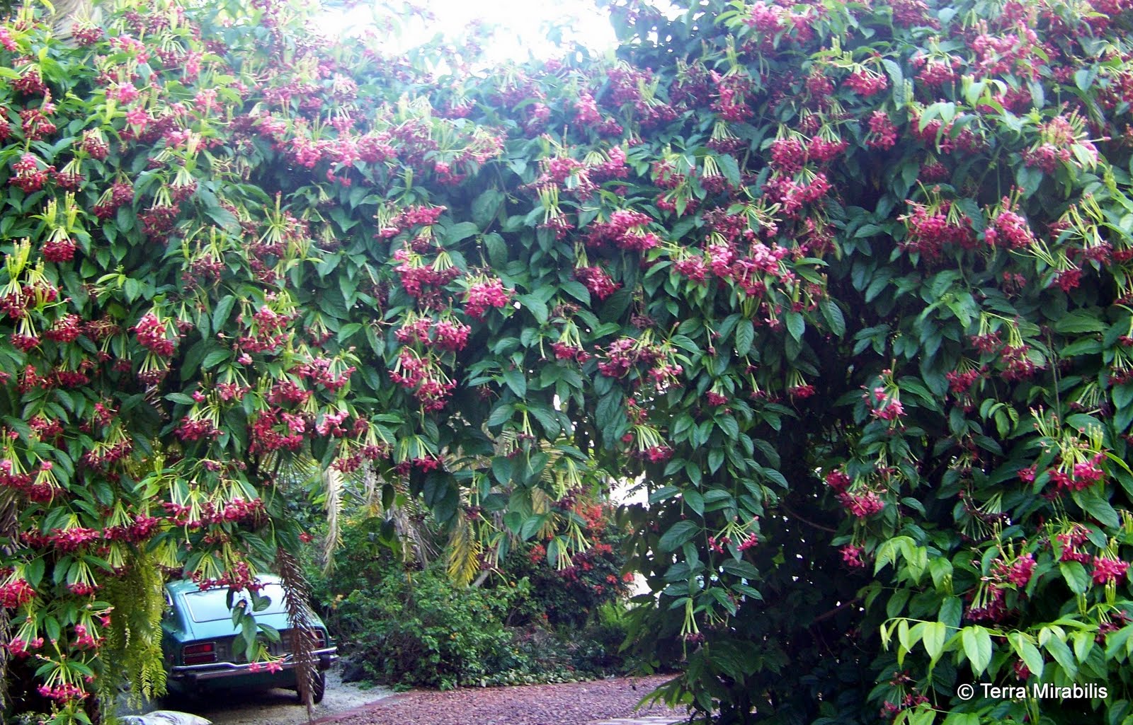 Terra Mirabilis Rangoon creeper