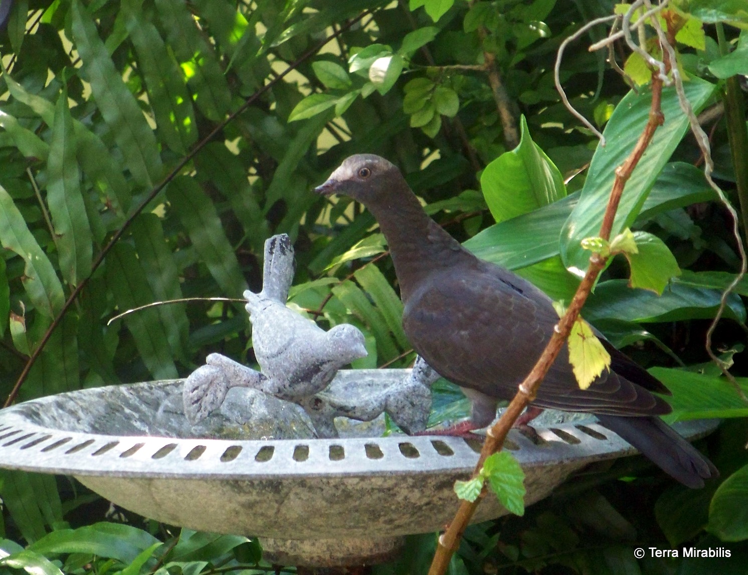 Terra Mirabilis A whitecrowned pigeon visits