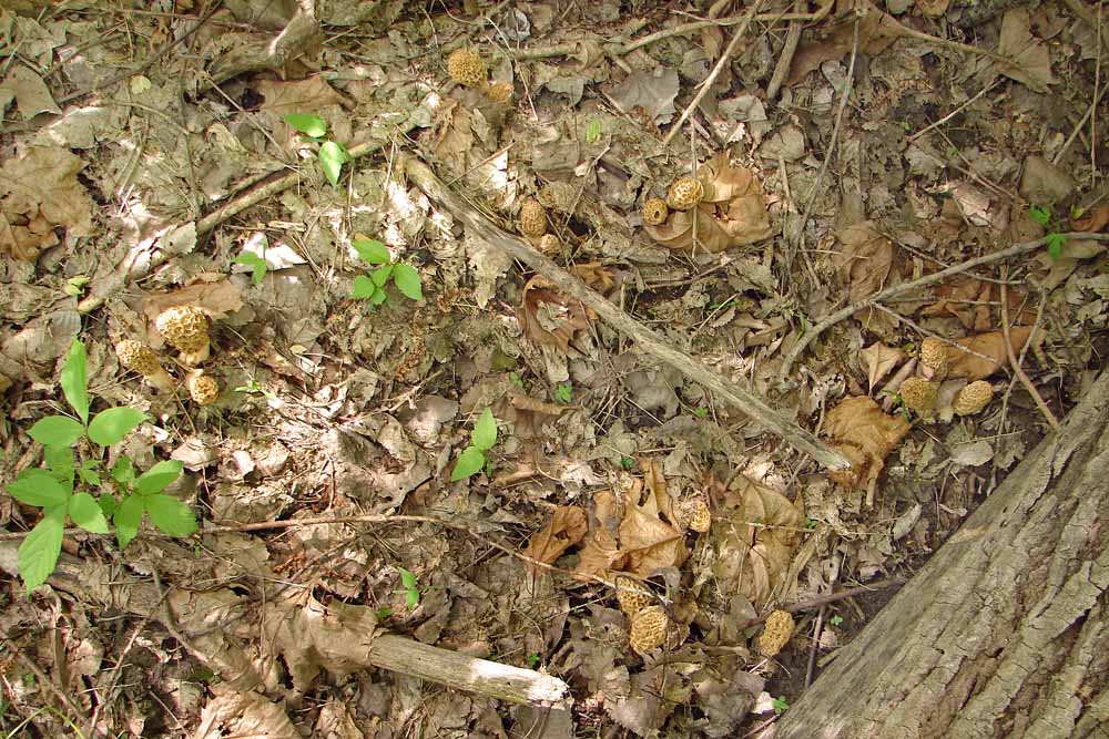 Mid Missouri Morels and Mushrooms The Magic of the Mother Lode