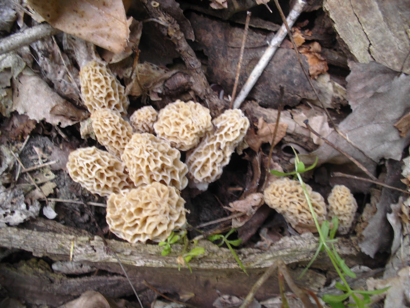 Mid Missouri Morels and Mushrooms The Magic of the Mother Lode