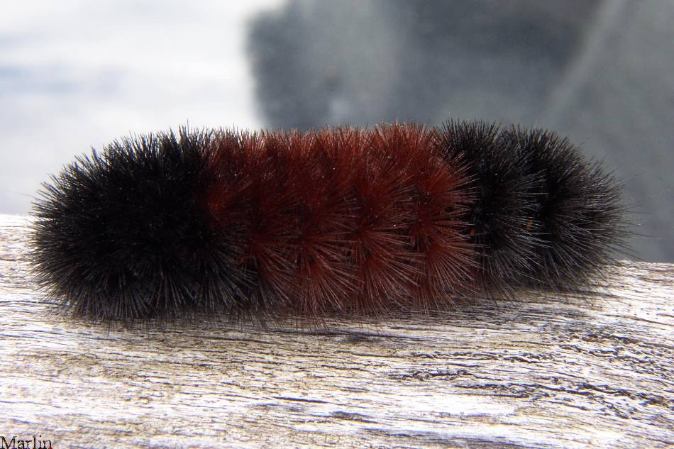 The woolly bear moth is the longest living caterpillar. Moths in the arctic can live for up to